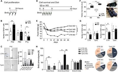 Lack of Brain Serotonin Affects Feeding and Differentiation of Newborn Cells in the Adult Hypothalamus